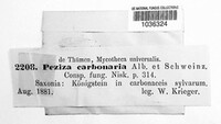 Geopyxis carbonaria image